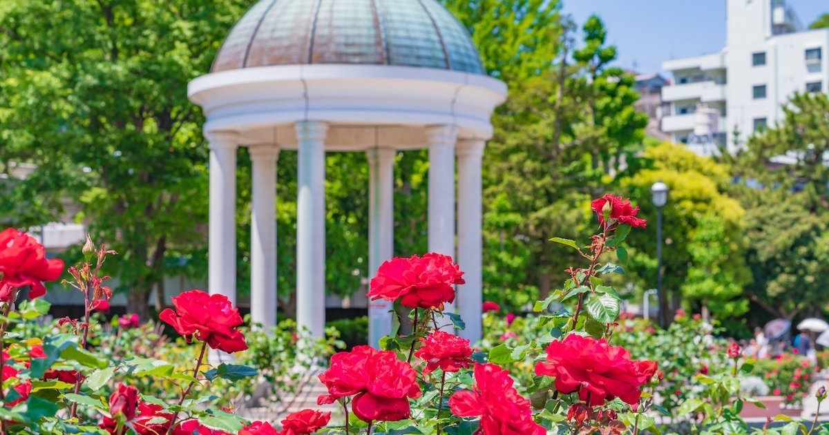 🌹 베르니 공원(베르니 코엔) 이미지 8